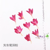 Yaru Chrysanthemum Diy Drip Drip Gumped Clowers Shells Мобильные телефоны, кровоточащие цветы, образцы растений, цветы, цветы