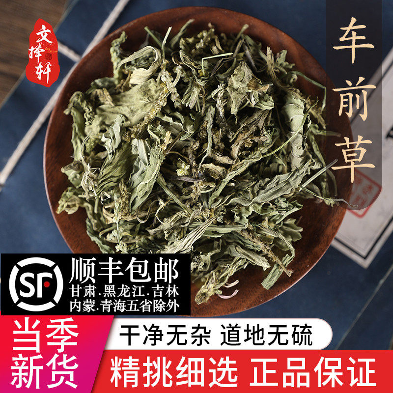 中药材特级野生车前草50g水洗车前草新鲜干货猪耳朵秧车茶草平