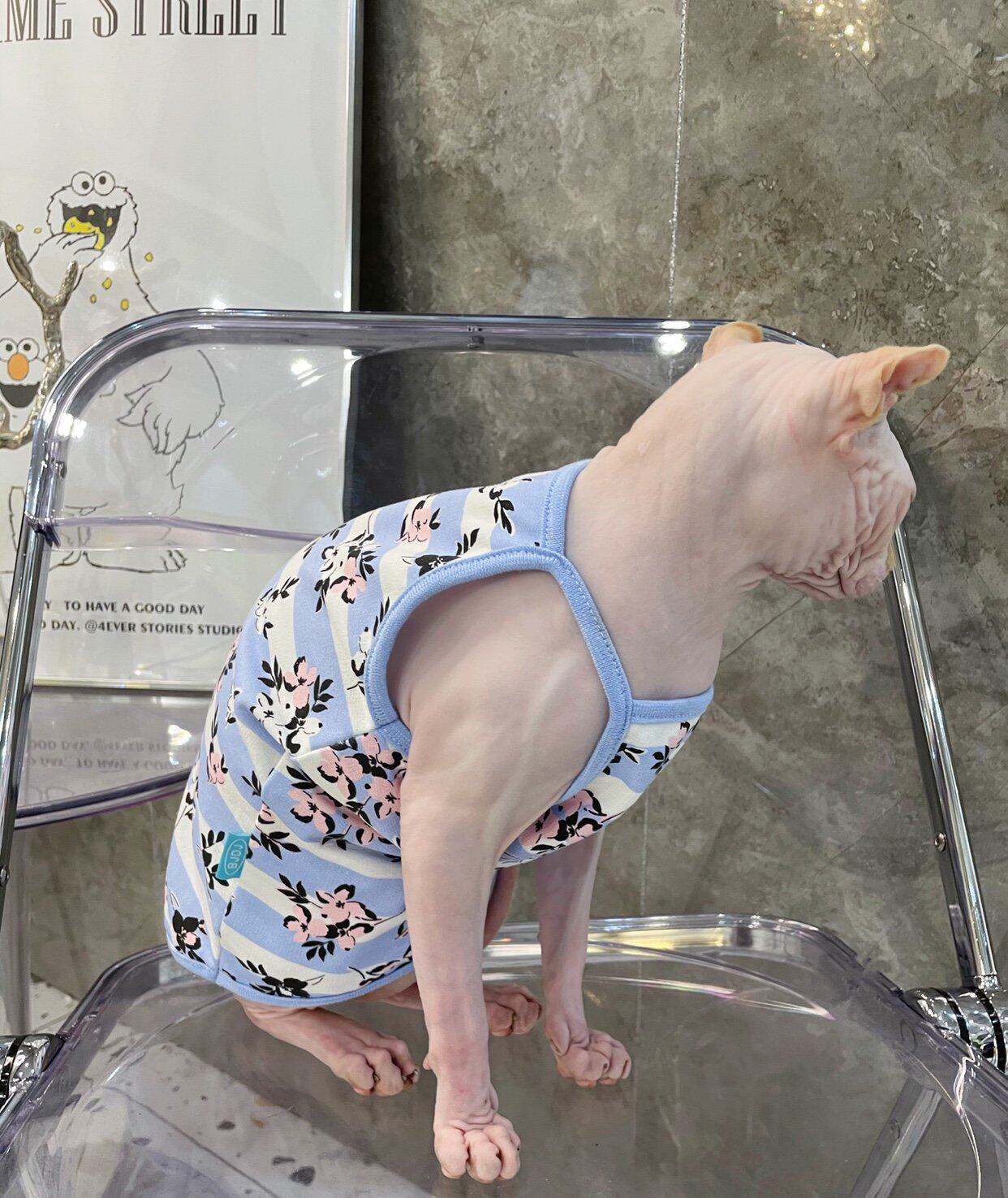 Cream is a hairless cat Spinx German pet cat summer with pure cotton elastic skin