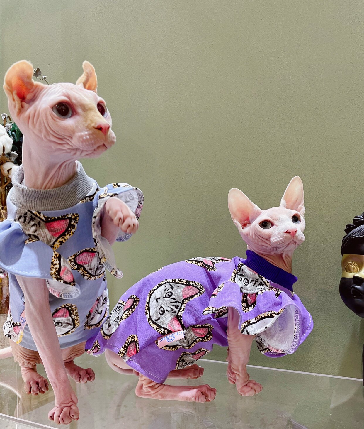 Cream is a hairless cat Spinx Stern summer thin cotton cute lace dress dress