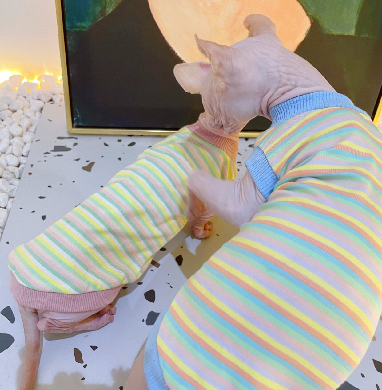 Cream is a hairless cat pure cotton Spinkersteen cat clothesPet clothesCat clothesCat clothesCat clothesClothing