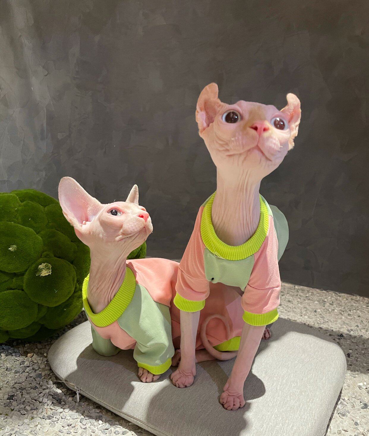 Cream is a hairless cat Spinx dwarf Gevin Koenis new cotton elastic pet clothes