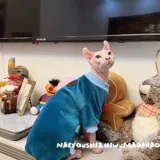 Крем -это безволосочное платье с четырьмя футболами, чтобы держать одежду для животных домашних животных без котенка бесплатной доставки