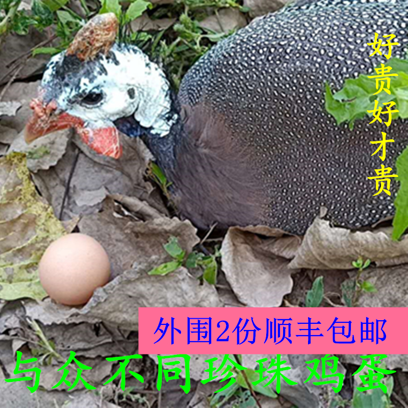 Native Condote Conground Egg Stone Egg Pearl Egg Collision Egg Guinea Bird Egg Soil Eggs Loaded 25 Upright Summer Bangs