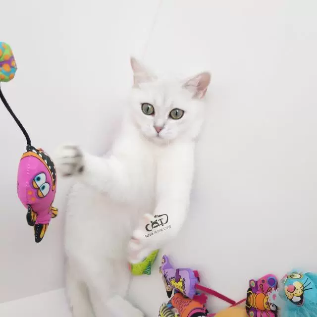 Sushi mèo catnip đồ chơi mèo sang trọng đồ chơi mèo đồ chơi bạc hà mèo chuột mèo cắn đồ chơi - Mèo / Chó Đồ chơi