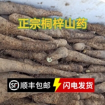Hubei Qichun Special production yam Huanggang local yam Huai Mountain Fresh Excavation Buddhas Yam Boutique Straight Yam