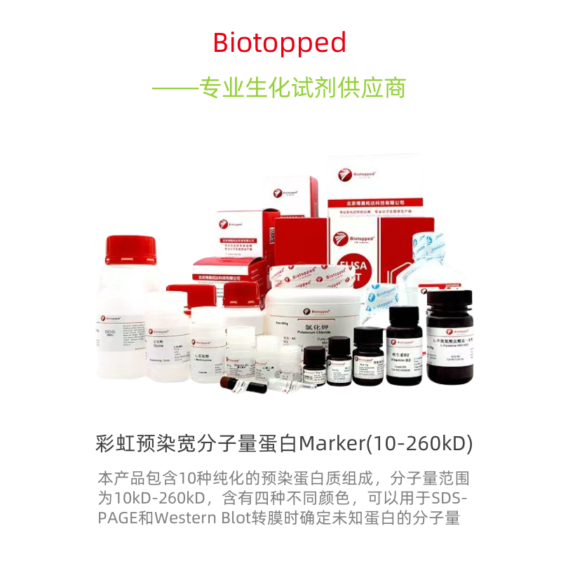 Biotopped    RD6106     彩虹预染宽分子量蛋白Marker(10-260kD)