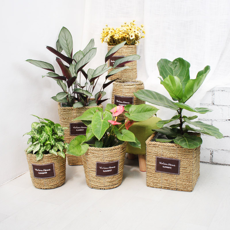 Creative vine choreography choreography with flower floral flower floral flower flower flower flower flower flower flower flower flower floral green planting potted plant pure hand woven field wind