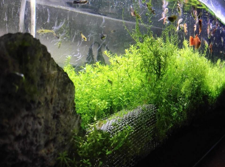 水草缸的青苔如何預防 淘寶海外