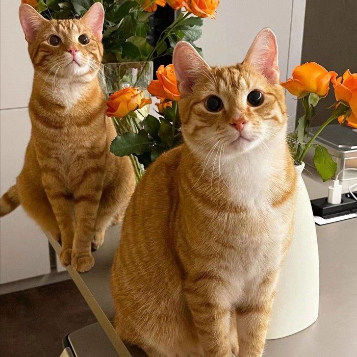 中华田园猫怎么选？橘猫、三花、狸花猫哪个更值得养？🐾深度解读--淘宝