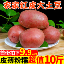  Yunnan red potatoes fresh 10 kg yellow heart big potatoes seasonal farm wholesale self-growing vegetables large potatoes