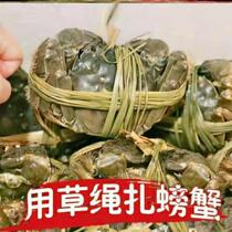 Large Gate Crab Rope Zcrab Vanilla Salted Water Grass Bundling Green Crab Packing Straw Rope Traditional Natural Marilian Grass Rope