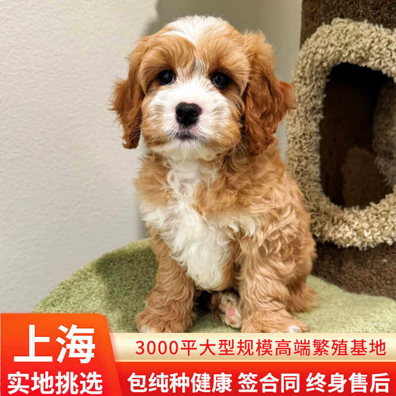 🐾可卡布犬燕尾服花色，繁育犬舍亲力亲为，视频连线看萌宠！💖-狗狗-淘宝百科网