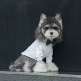 Костюм для собаки, платье, свадебная одежда владельца, галстук-бабочка, украшение для домашнего животного, посещение свадьбы, праздничное подарочное кольцо, Бишон Фризе