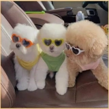 Очки для собак, забавные и забавные аксессуары, красавчики на дни рождения, украшение для головы, Рождество, милый плюшевый мишка-бишон