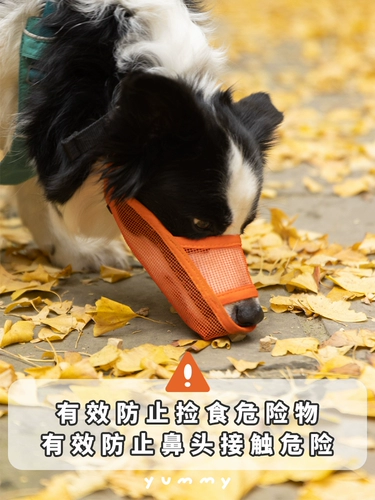 Корпус собаки анти -планом по употреблению антирадома, ошибочный питомец большой щенок щенок для собак