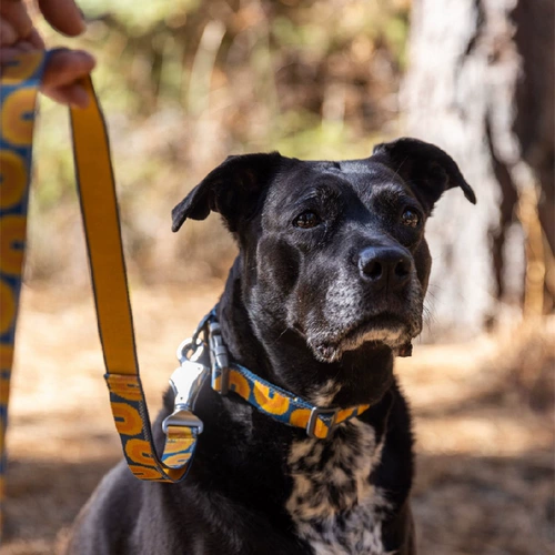 拉夫威尔 Clarg Dog воротник ex тяга RW Dog Seck, большие, собаки среднего размера, ходячая собачья веревка