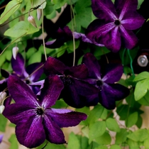  Weiwei Gardening-Clematis Mystery Qinhua Fenghua Heat-resistant and cold-resistant garden potted arch Hot sale