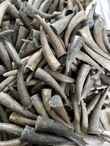 Натуральные вьетнамские черные рога як, острый говяжий рог с ножом ручка Материал Материал Будда Слинг -рогатка