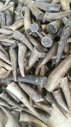 Натуральные вьетнамские черные рога як, острый говяжий рог с ножом ручка Материал Материал Будда Слинг -рогатка