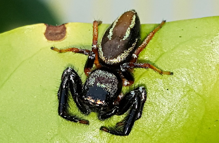 紅孩兒昆蟲館寵物蜘蛛細齒方胸跳蛛豹虎金絲貓昆蟲攝影