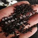 Черные муравьи сухие китайские лекарственные материалы северо -восток дикий большой черный муравей