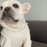 Фамиссия одежды мопс одежда для любимой собаки базовая рубашка