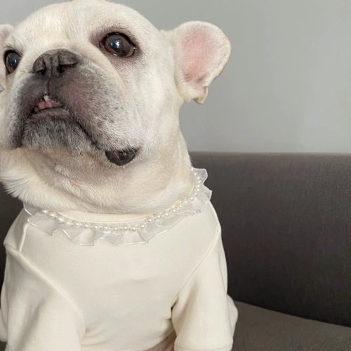 Фамиссия одежды мопс одежда для любимой собаки базовая рубашка