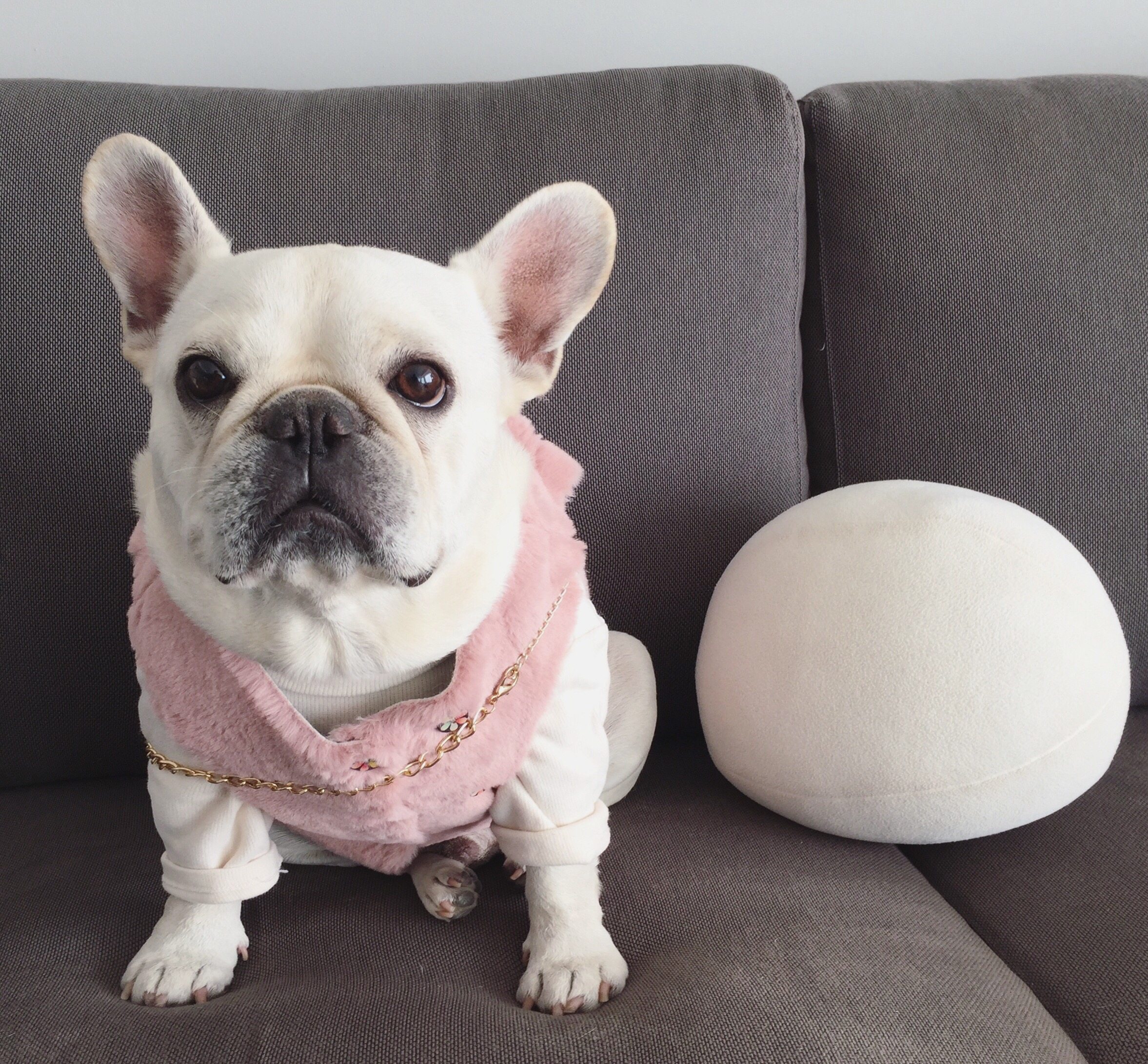 Fardou Clothes Bagbrother Clothes Fardou Leather Grass Vest Plus Suede Waistcoat large size Size Fat Dog Clothes