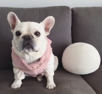 Fadou Clothes Bago Clothes Fadou Fur Vest Plus Velvet Vest Shoulder Size Fat Dog Clothes