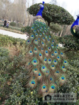 Simulation peacock shop window decoration home swinging piece trailing peacock open screen feather peacock photographic prop wedding items