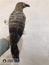 Emulated feather eagles film and film shooting props landscaping Decorative Grey Eagle Model Cosplay Props