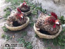 Simulation hen garden ornaments film and television shooting props hen model hatching hen eggs hens ornaments children cognitive props