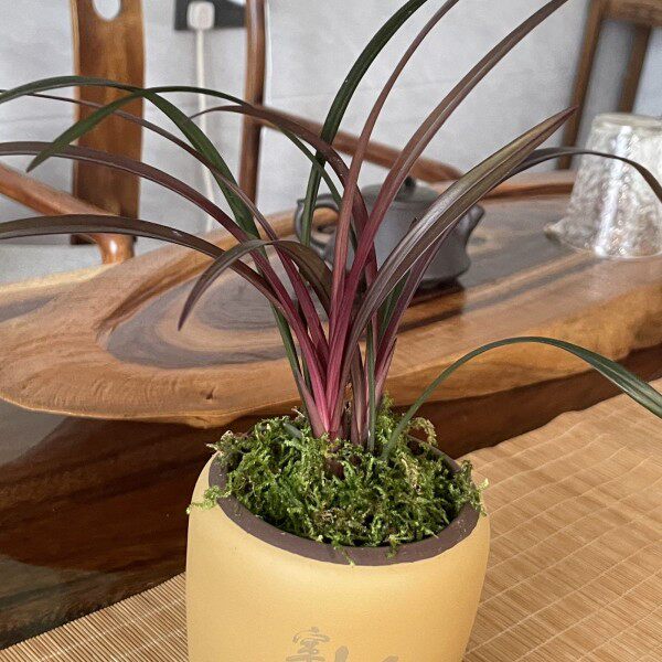 寒蘭-26145-4HD　609　紅無点×渚　苗　交配種 正宗浓香型兰花绿植铭品红草红荷正品级花苞红叶兰花名贵花-淘宝网
