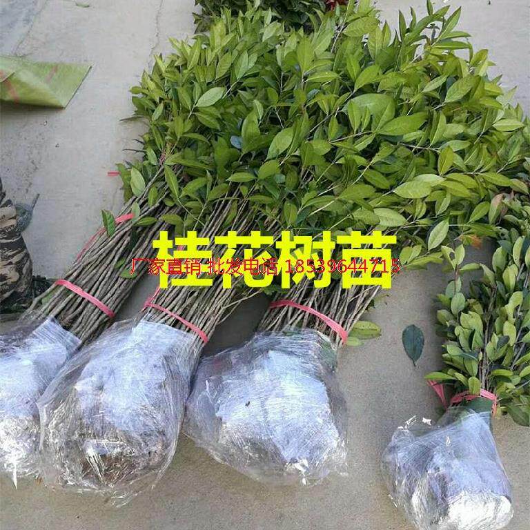 Osmanthus tree sapling potted indoor garden plant courtyard August doorway Living Room Gui Flowers golden Guihua Tree Greening 