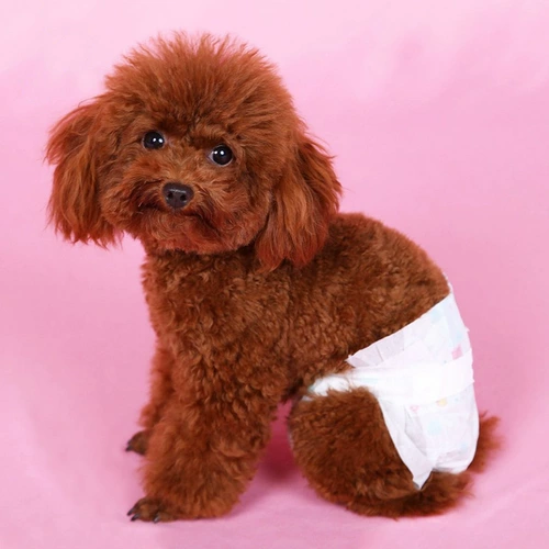 Сбитые санитарные салфетки подгузники штаны для домашних животных.