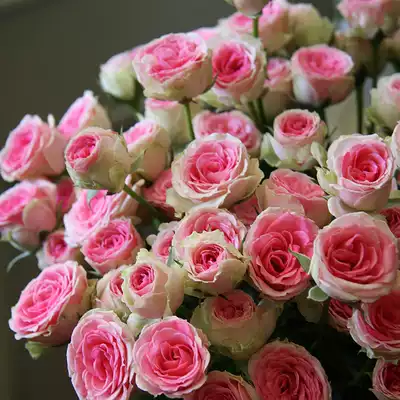 M04迷你伊甸园青莲居月季蔷薇玫瑰花苗迷你阳台灌木欧月花卉