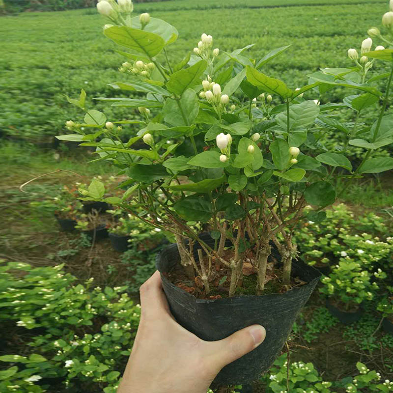 新款茉莉花苗 双瓣重瓣盆栽盆景 白茉莉花苗地栽盆栽绿植室内阳台