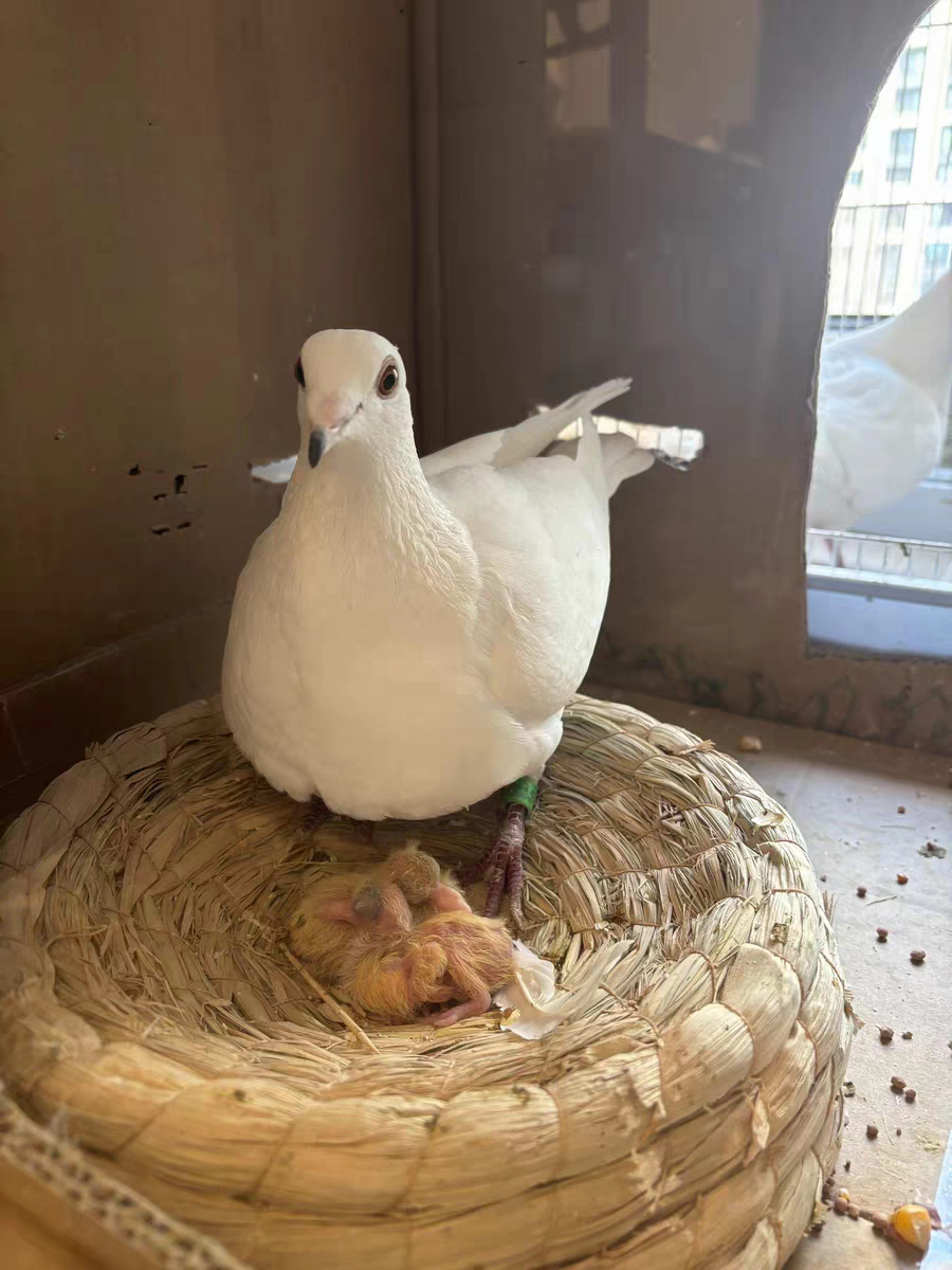 雄鸽鸽场
