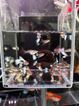 Practice ivory white 10 random pieces