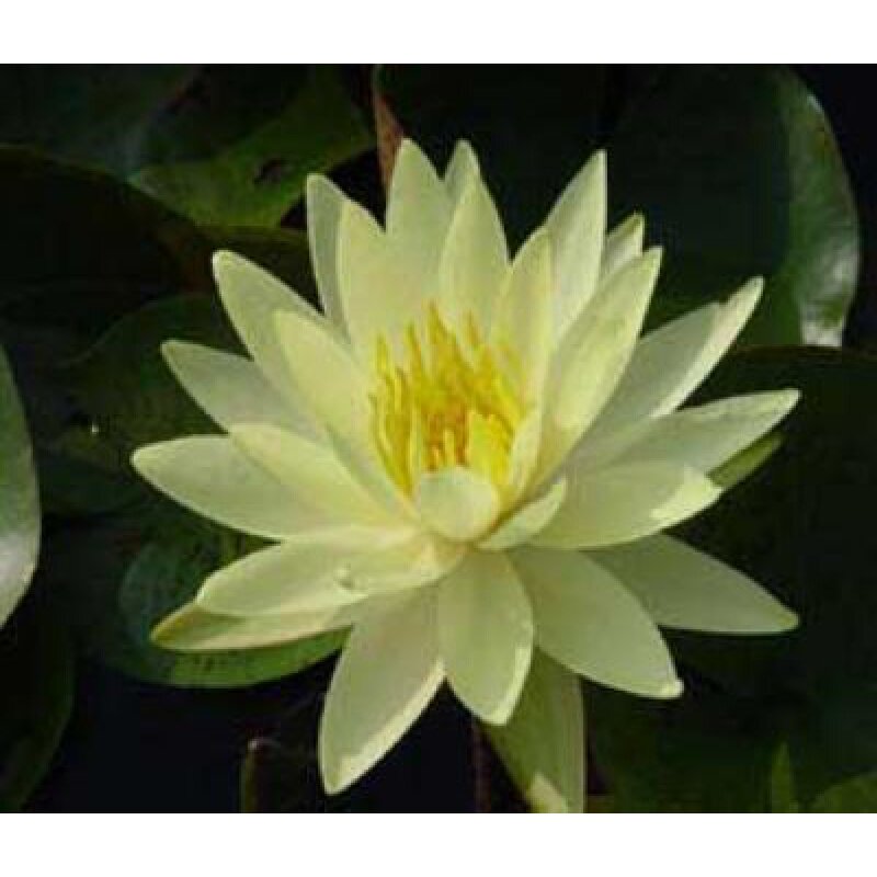Large cold-resistant sleeping lotus root block in Nanjing, Texas Amber