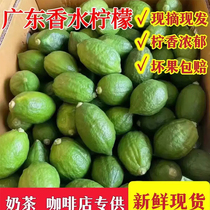Freshly picked and grown authentic Guangdong perfume lemon first-class large fruit coffee and milk tea shop fresh seedless green lemon