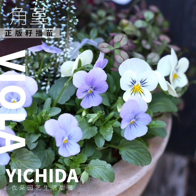 YICHIDA Pansy ແນວພັນທີ່ນໍາເຂົ້າຂອງແທ້ ການປູກເບ້ຍ mini pansy ດູໃບໄມ້ລົ່ນລະດູໃບໄມ້ປົ່ງລະດູໃບໄມ້ປົ່ງລະດູໃບໄມ້ປົ່ງລະດູຫນາວ, ທົນທານຕໍ່ຄວາມເຢັນ, ເບ້ຍກະຕ່າຍນ້ອຍ