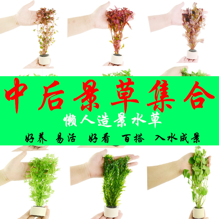 100 lapped water grass rear view fish tank building with fresh water grass straw cylinder breeding sloth water grass into the water into a landscape real water grass