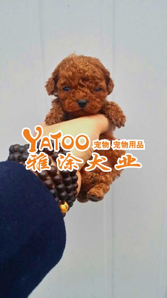 红色泰迪熊贵宾贵妇茶杯型 可上门无中介，有公母