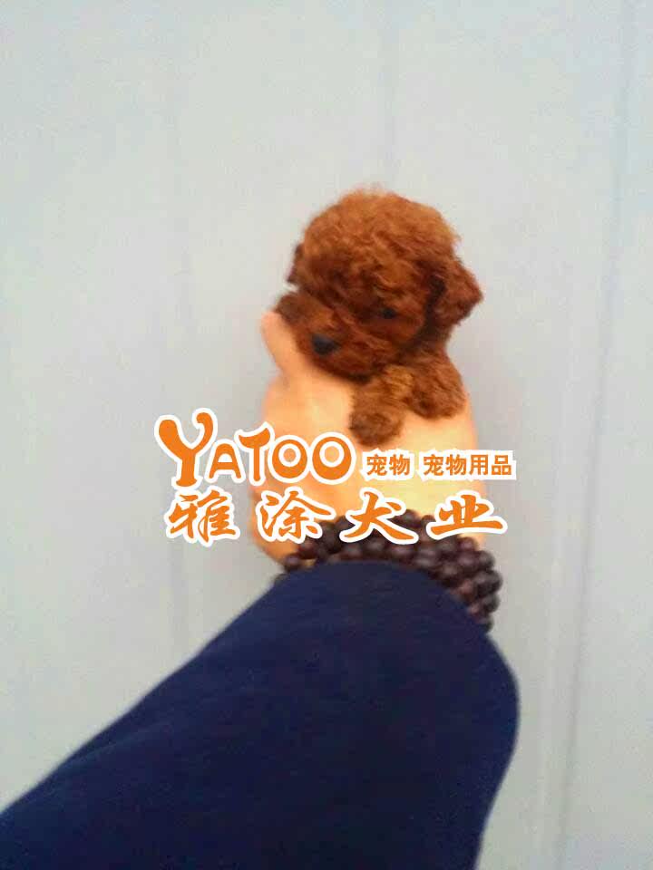 红色泰迪熊贵宾贵妇茶杯型 可上门无中介，有公母