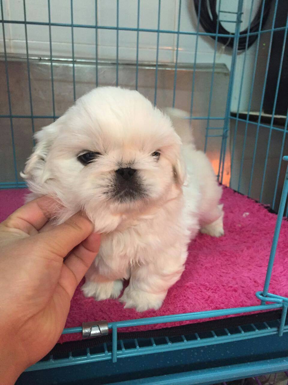 纯种白京巴北京犬宠物小狗幼犬 可上门 两个月大