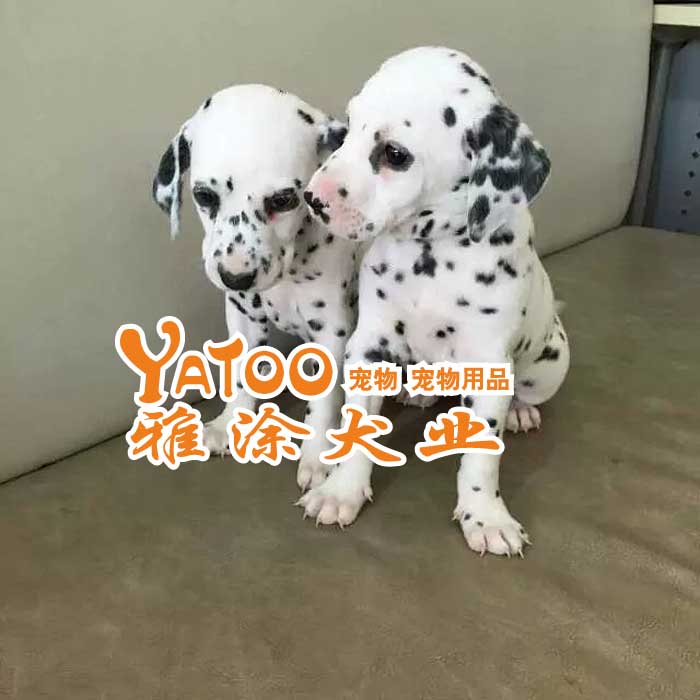 纯种斑点活体宠物狗狗幼犬可上门无中介有公母