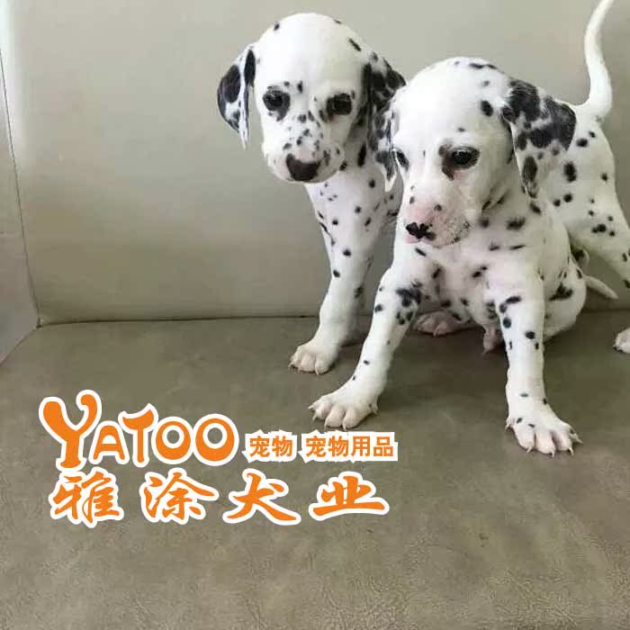 纯种斑点活体宠物狗狗幼犬可上门无中介有公母