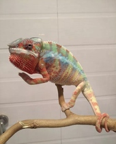 Chameleon pet lizard lizard reptile green hyena Canopy High Canopy Climbing large small emulation Climbing Vine twigs.